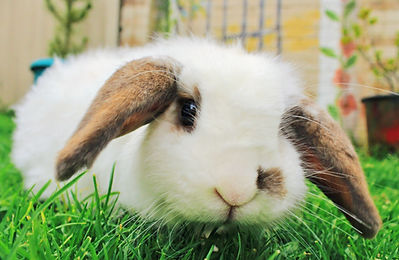 A white and brown lop eared rabbit sitting in grass.